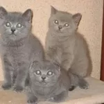 Плюшевые котята (Scottish straight & Scottish fold)