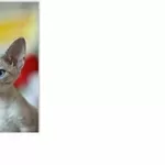 Чистокровные котята Devon Rex /Питомник 