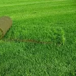Создание газонов (посевных и рулонных)