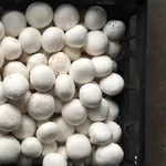 Продам грибы шампиньоны со своей грибной фермы