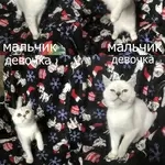 шотландские прямоухие котята