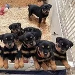 Цуценята ротвейлера з родоводом