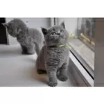 Русские голубые котятаРусские голубые котята