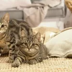 Европейские короткошерстные котята