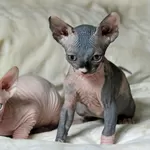 Котята сфинксаКотята сфинкса