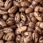 Сортова квасоля оптом. Доставка по Україні