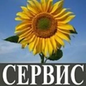 Продам семена подсолнечника кондитерского калиброванного. 