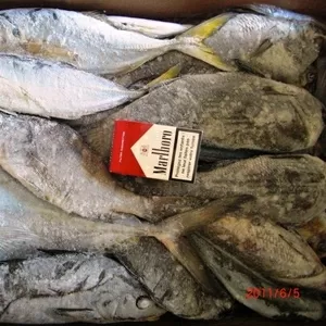 Продажа рыбы Мавритания