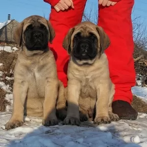 Продам  английского мастифа