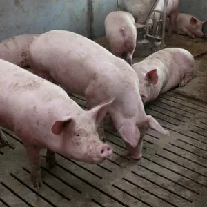 Продам свиней свинину живой вес