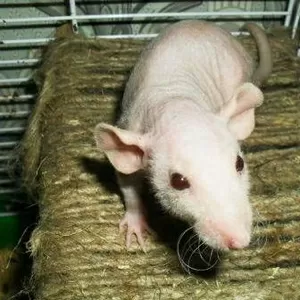 Крысята сфинкс-дамбо на продажу