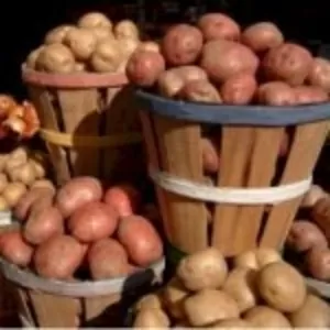 Cрочно продам картофель,  урожай 2012 года,  сорт Белароса (сертифицирова