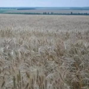 семена озимой пшеницы ,  Элита. 