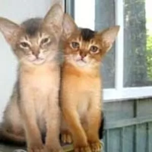 Питомник кошек Exclusive ABY - абиссинские кошки и котята.