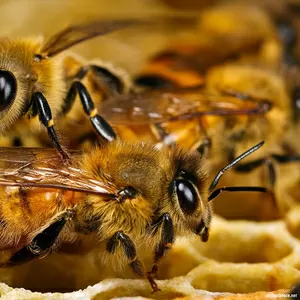 Продам рутовскую сушь для пчел (230 мм)
