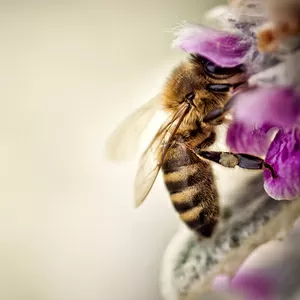 Пчелопакеты – украинская степная,  рутовская система