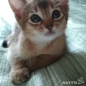 Абиссинского котенка
