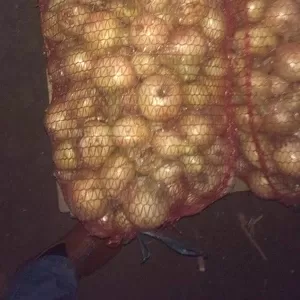 Продам картофель и лук оптом от производителя,  урожай 2013-14 очень со