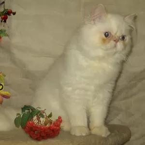 Гималайский персидский котенок