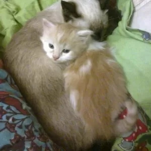 Возьму бело-рыжего пушистого котёнка самца до 2х месяцев