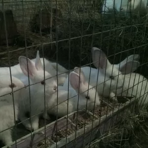 Продам породистых крольчат. Цена договорная