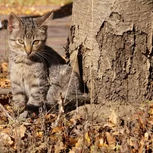 бЕСПЛАТНО! НЕЖНАЯ ХРУПКАЯ КОТЕЙКА В ДОБРЫЕ РУКИ!