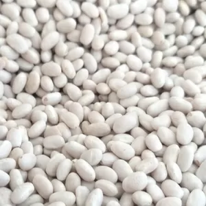 Квасоля на продаж. 20 видів сортової квасолі