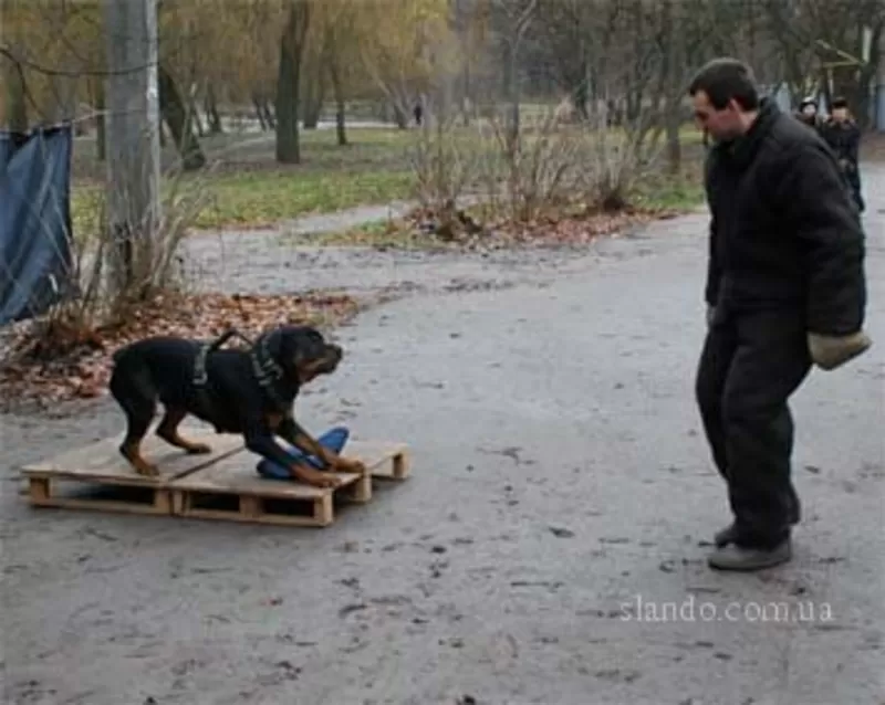 Дрессировка собак(Кинолог-зоопсихолог),  Харьков 2