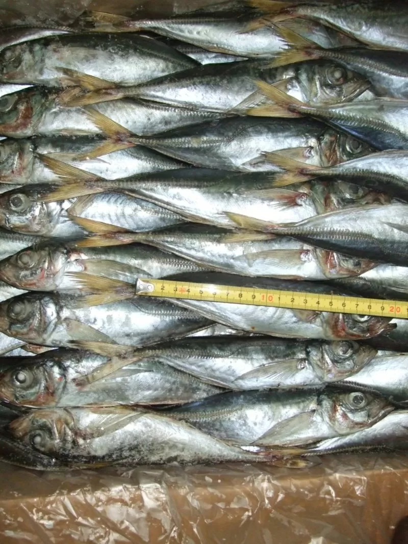 Продажа рыбы Мавритания 2