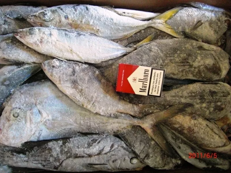 Продажа рыбы Мавритания
