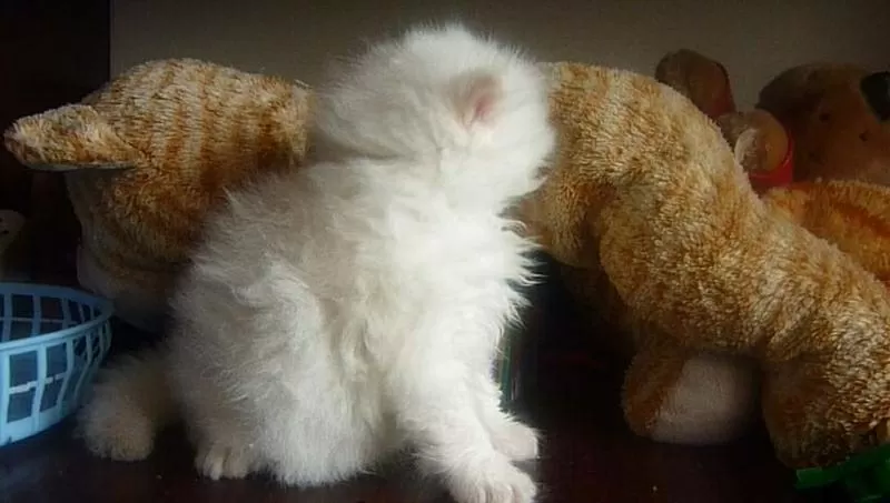 Продам котят шотландской вислоухой и белого хай-ленда 3