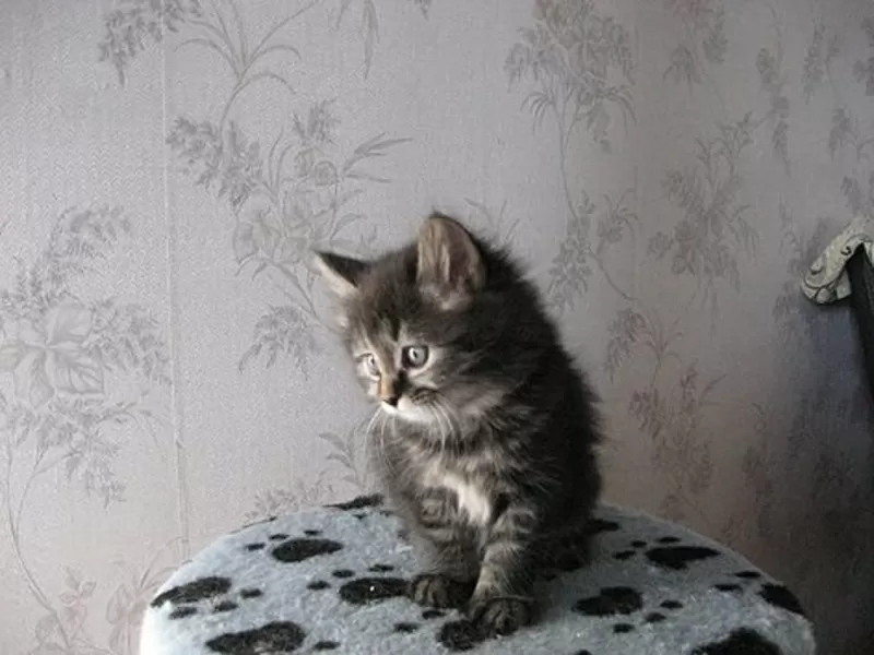 Питомник Magical Lynx предлагает к резервированию котят курильского бо 2
