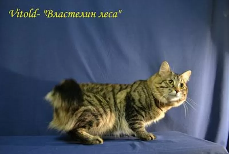 Питомник Magical Lynx предлагает к резервированию котят курильского бо 3