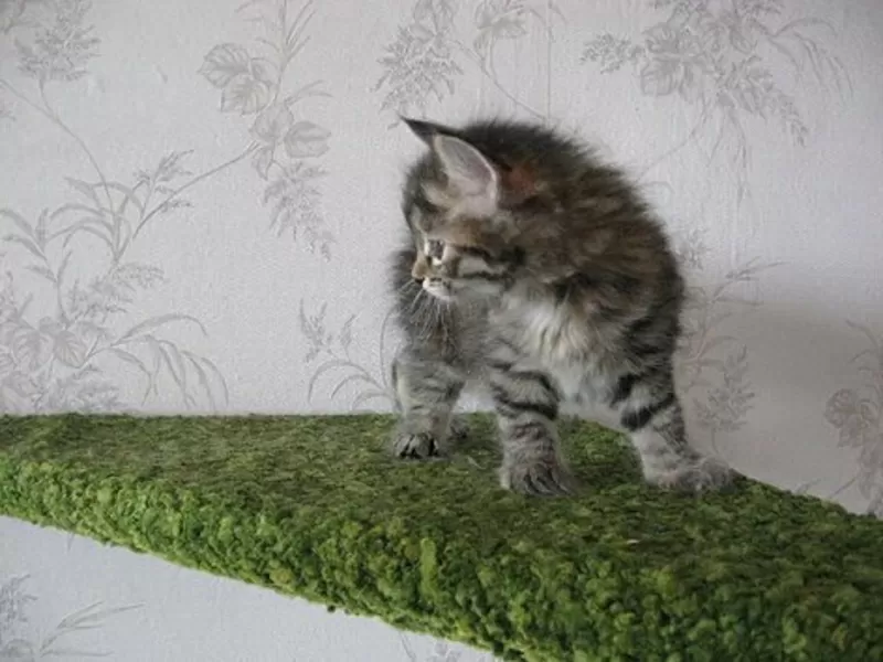 Питомник Magical Lynx предлагает к резервированию котят курильского бо 4