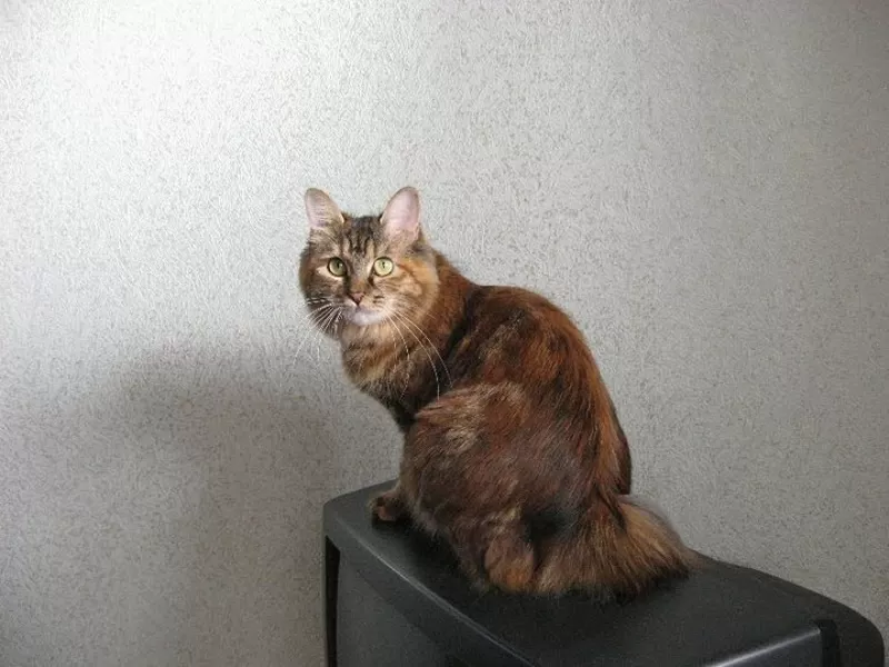 Питомник Magical Lynx предлагает к резервированию котят курильского бо 5