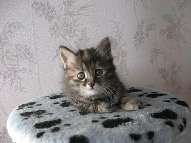 Питомник Magical Lynx предлагает к резервированию котят курильского бо 6