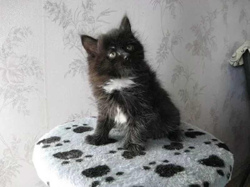Питомник Magical Lynx предлагает к резервированию котят курильского бо 7