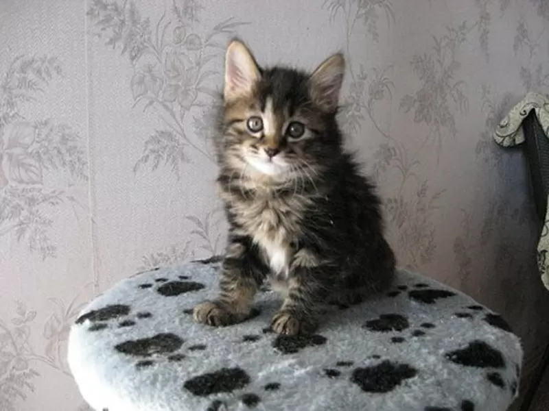 Питомник Magical Lynx предлагает к резервированию котят курильского бо 8