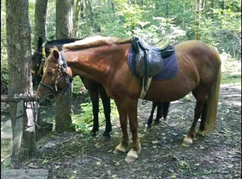 Конные прогулки в Хорошево