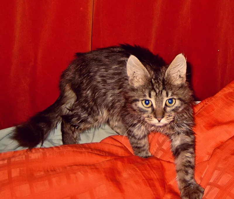 Полу-сибирский котик   2