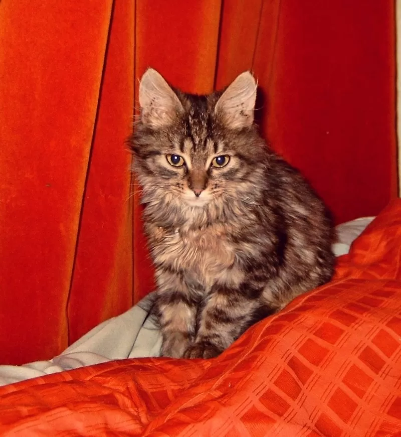 Полу-сибирский котик   3