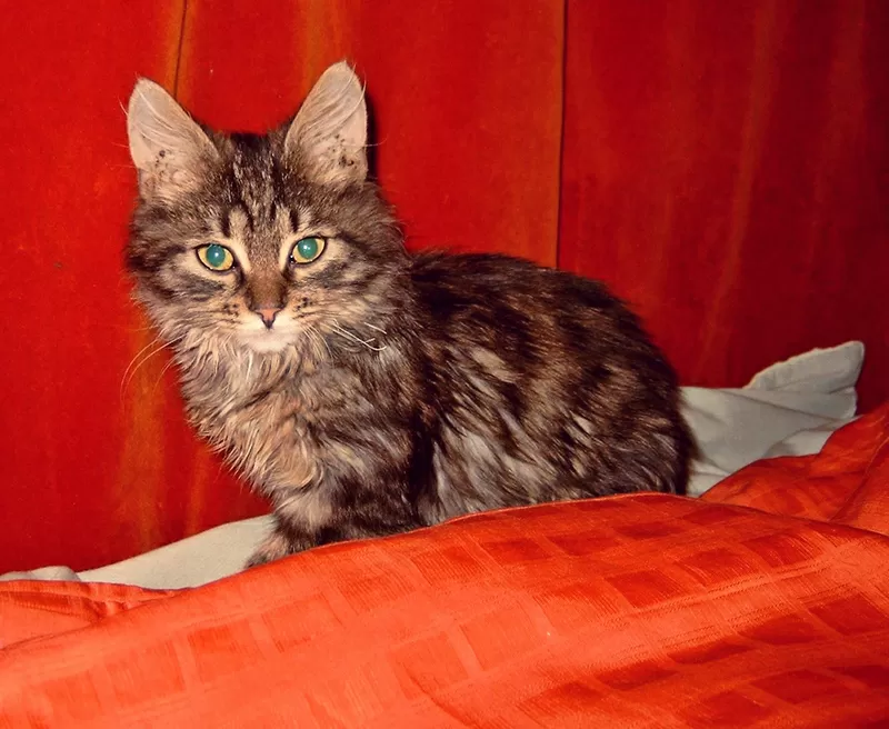 Полу-сибирский котик   4