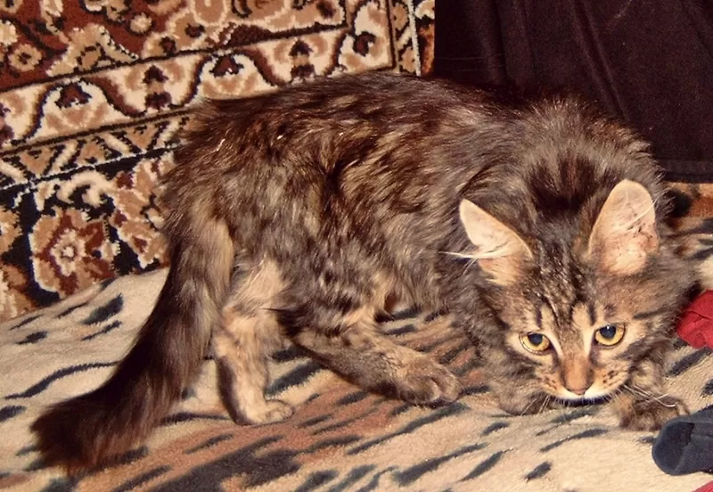 Полу-сибирский котик   5
