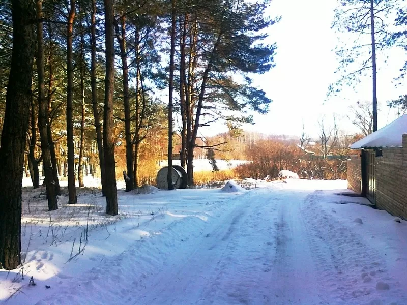 Деревяный дом в сосновом лесу. Старый Салтов (с. Революционное). 3