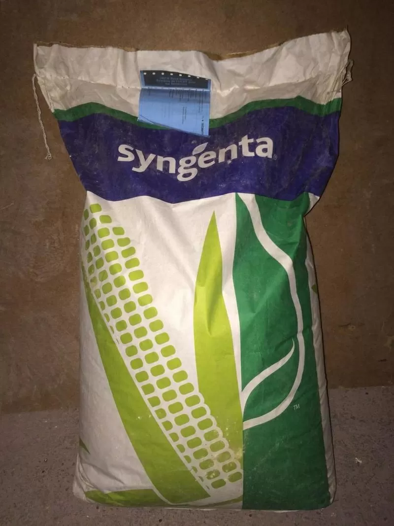 Семена  гибридов подсолнечника и кукурузы,   фирмы Syngenta  2