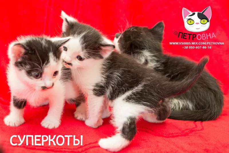 Котята от бренда 