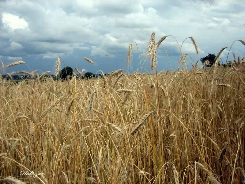 Продам жито от собственика 