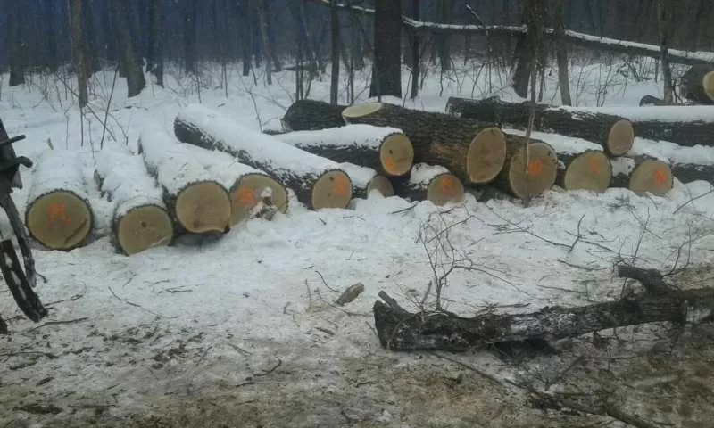 Дуб кругляк,  доска обрезная,  качество и доступная цена 3