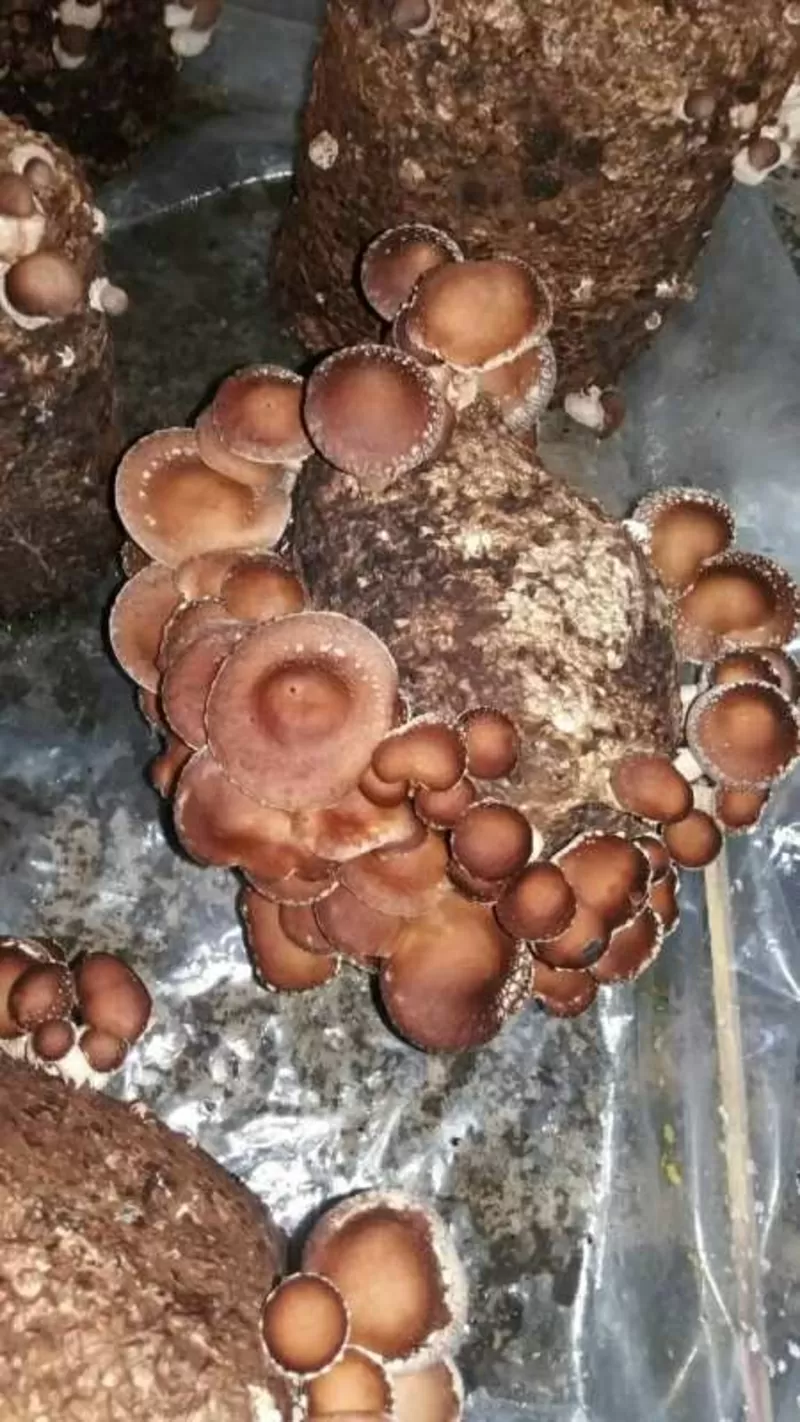 Продам грибы шиитаке Shiitake на постоянной основе 3