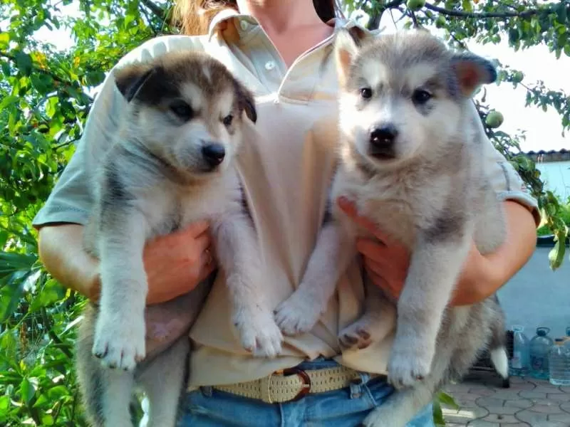 Предлагаются к продаже 7 щенков Аляскинского Маламута